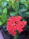 Red ixora flower on the Nursery plants. West Indian Jasmine the plants possess leathery leaves, ranging from 3 to 6 inches. Royalty Free Stock Photo